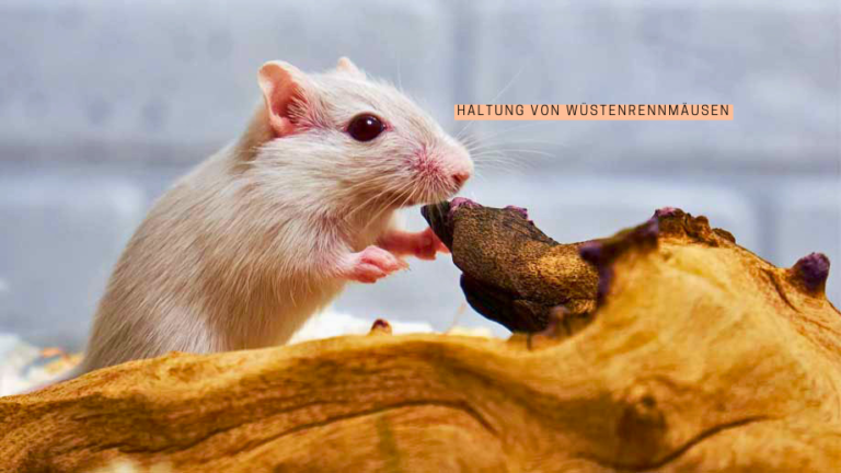 duschkabine diana ersatzteile